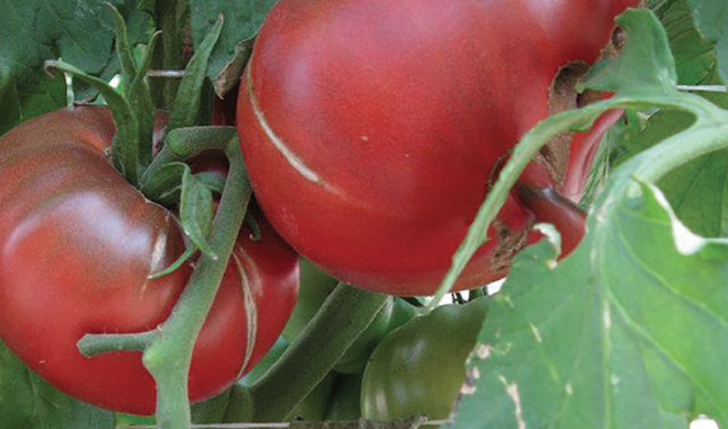 Grafting helps high tunnel growers manage soil challenges