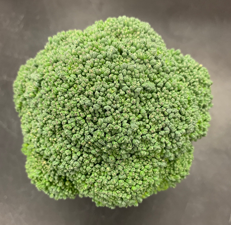 Researchers identify broccoli genes that affect freshness