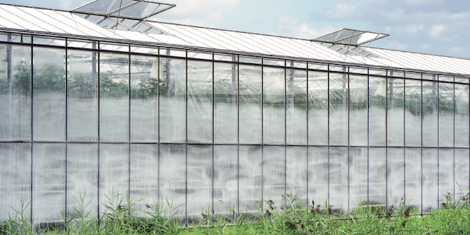 Many causes make greenhouse tomatoes take unfortunate turn
