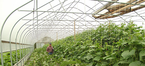 Updated tables for insecticides, fungicides in greenhouses available