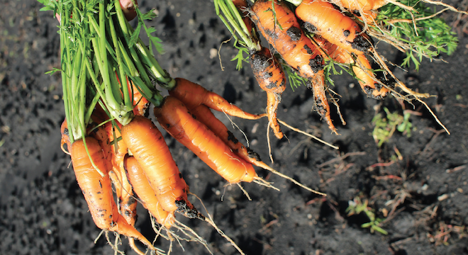 Raised beds on fine-textured soils impact marketability