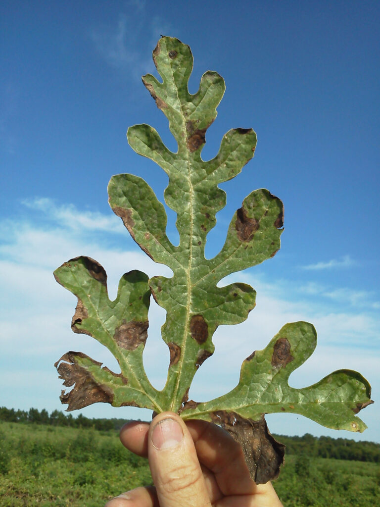 Research aimed at stopping gummy stem blight in the greenhouse