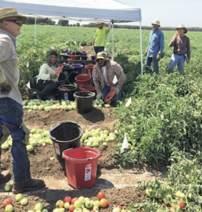 harvest of grafted tomato trial