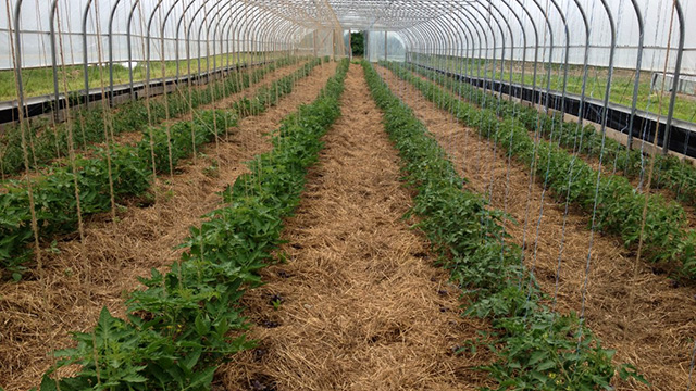 Identifying and controlling botrytis in greenhouse tomato production