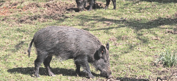 Invasive feral pigs can devastate crops