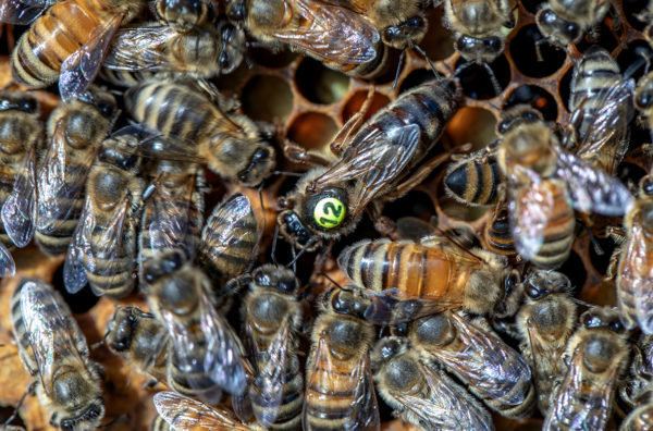 Queen banking could aid beekeepers