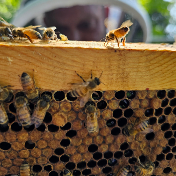 honeybees hive