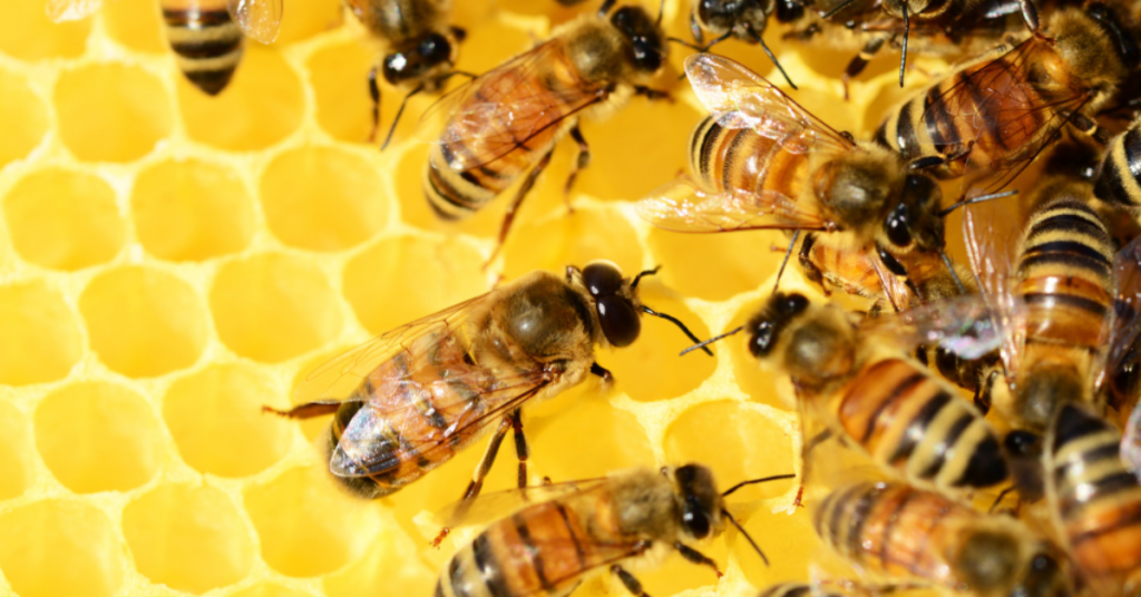 Honeybee antiviral treatment research protects bees