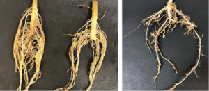 hybrid squash rootstock