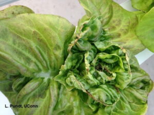Tipburn in greenhouse lettuce. 