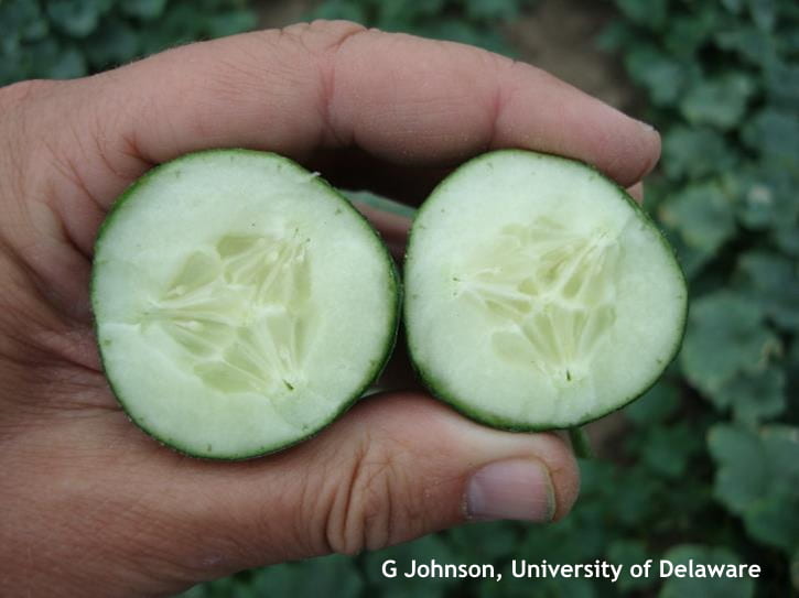 Parthenocarpic cucumbers are essentially seedless.