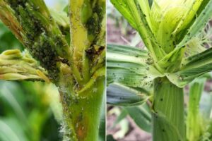 Corn tassels (see closeup on left) are a conspicuous place to check for corn leaf aphid. Problems may arise if aphids colonize ears. Photos by Chris Galbraith and Ben Werling, MSU Extension.