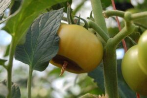 tomato blossom end rot