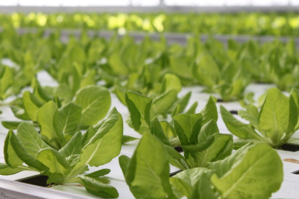 Kansas school system to build vertical gardens