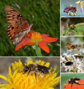 insects