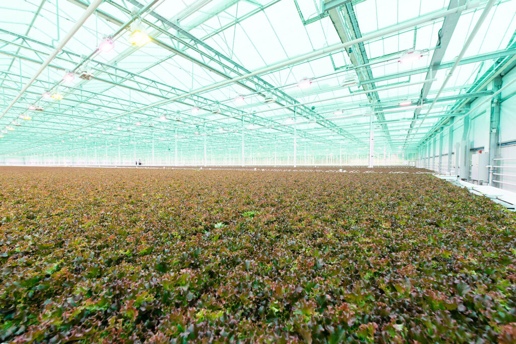 Boston’s Little Leaf Farms plans 10 acres under glass