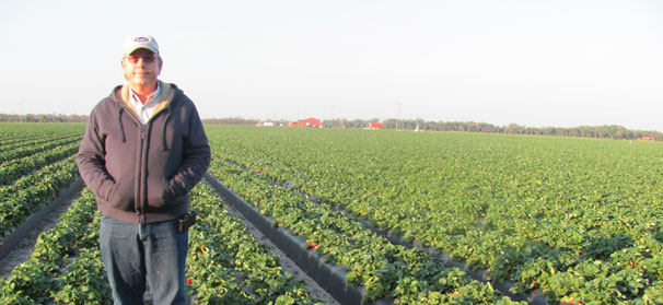 Florida strawberry operation expanding acreage