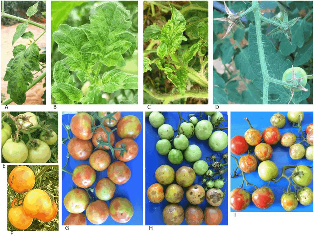 tomato brown rugose fruit virus, or ToBRFV