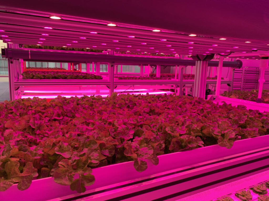 Kalera’s newest vertical farming facility to open in St. Paul, Minnesota