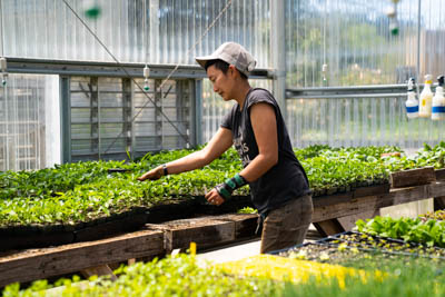 Growing heritage and healing through traditional Asian vegetables