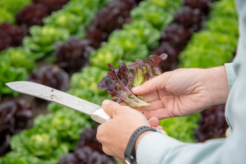 California survey: Over 50% of farms fall short of labor