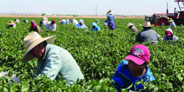photo of farmworkers harvesting vegetables