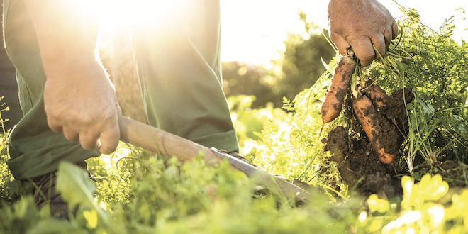 Expect heat damage to vegetable, fruit crops in Northeast