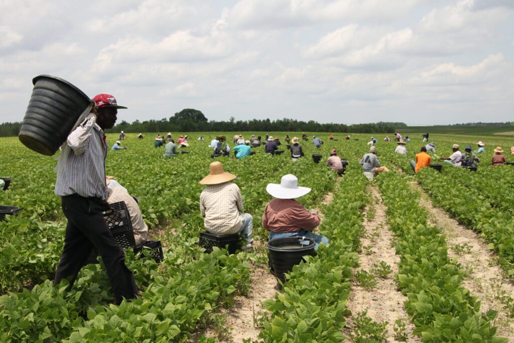 H-2A wages: market vs. mandate