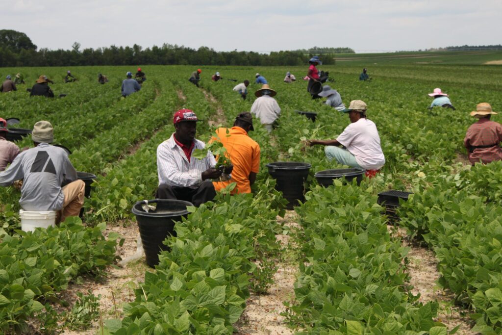 Labor Department to resume H-2A application processing