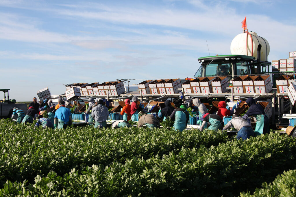 Farmworkers harvesting celery photo.