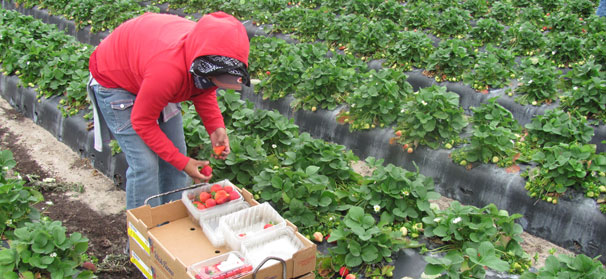 H-2A employers deal with 2020 Adverse Effect Wage Rate