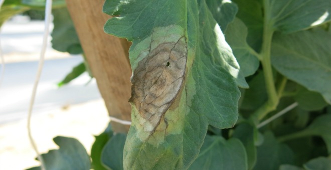 Cornell Extension: Late blight in northwest Pennsylvania