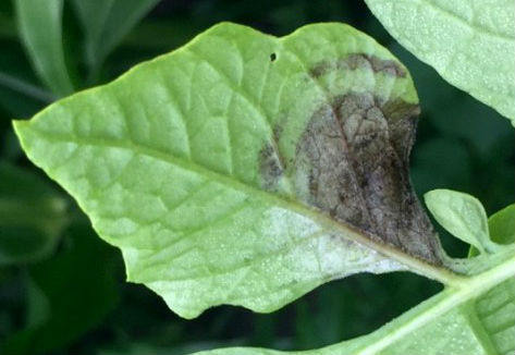 Late blight detected in central Wisconsin, southern Washington
