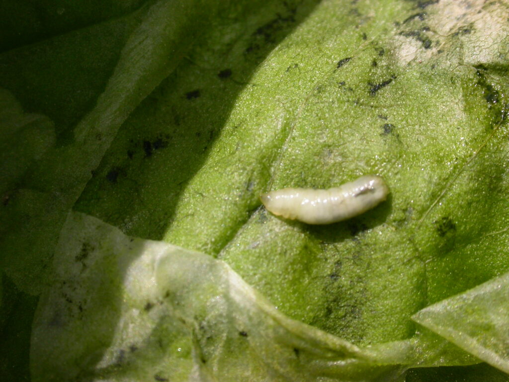 leafminer