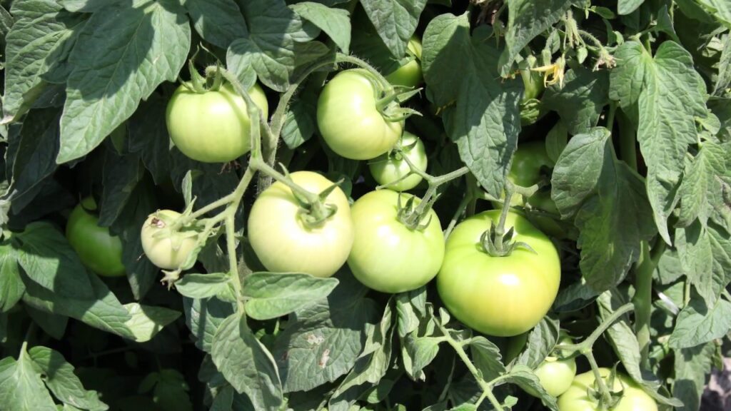 Commerce: Final dumping margin is 21% on Mexican tomato imports