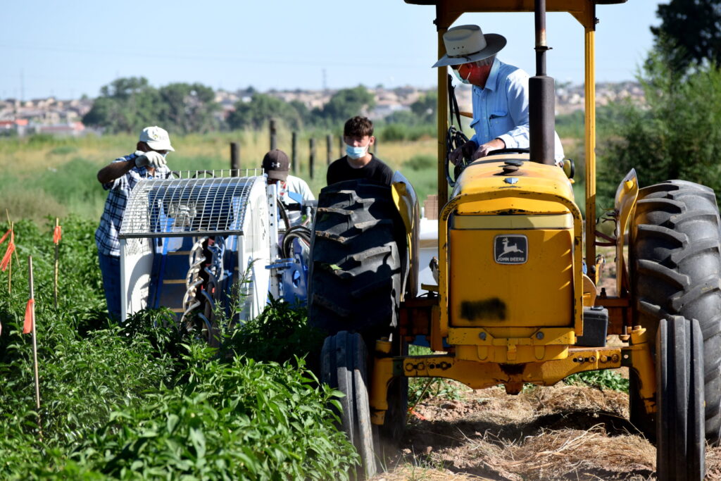 New Mexico State to present virtual chile field day on Facebook Sept. 9