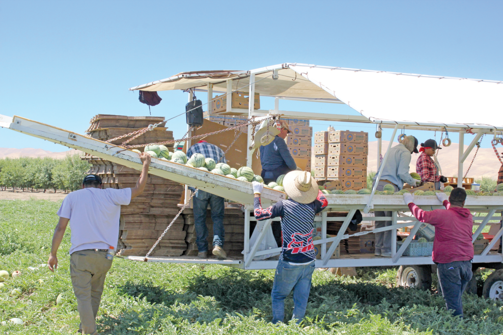 California melon growers applaud crop despite delay