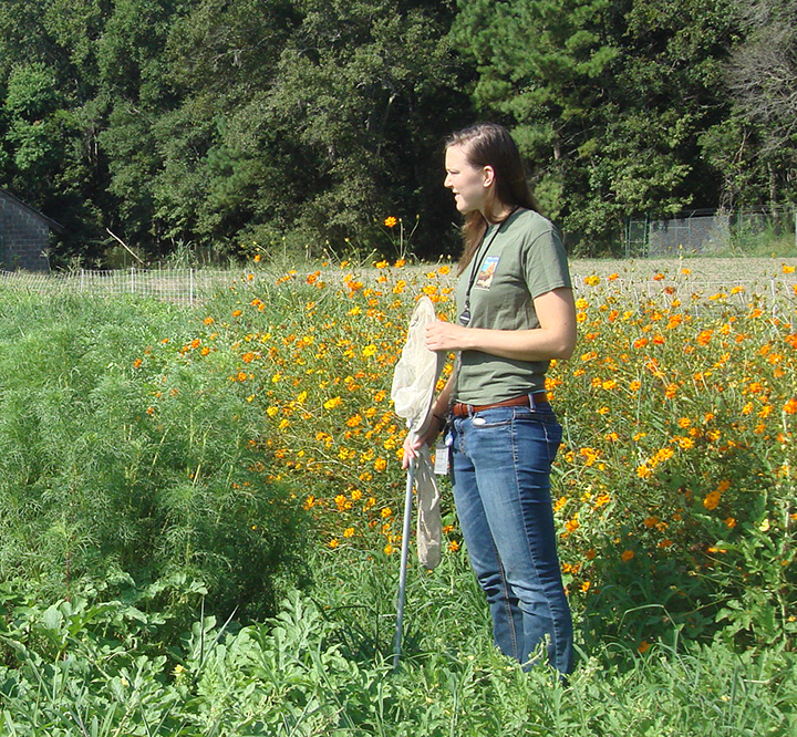 Wildflower strips attract watermelon pollinators