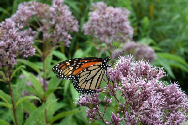 Midwest schools receive pollinator habitat grants