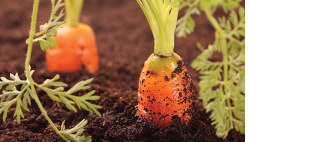 Haygrove, VGN to tour high tunnels in Britain