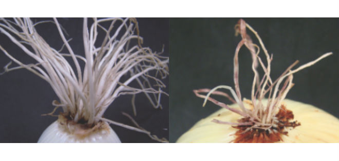 Study suggests new approaches to onion disease