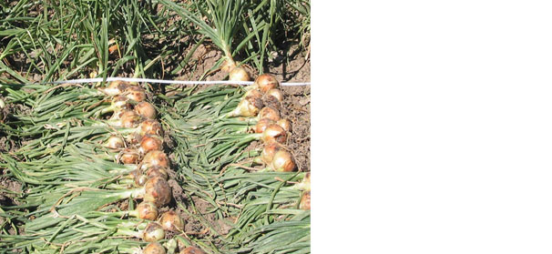 Treasure Valley onion growers converting to drip irrigation