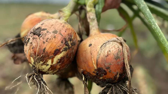 Syngenta Vegetable Seeds, Emerald Seed partner