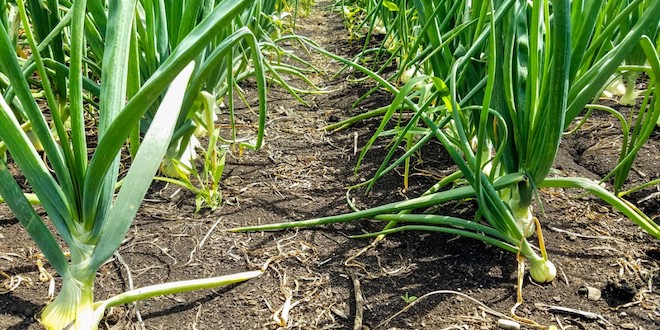 New research shows onion growers can keep yields while cutting chemical use