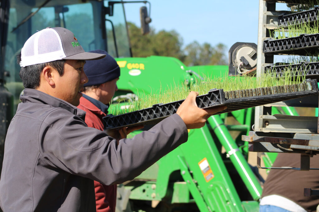 Study eyes PlantTape technology in planting onions