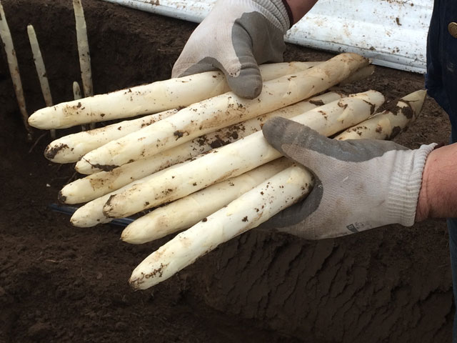 Enza Zaden launches first variety of white asparagus