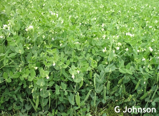 Wet soil conditions, poor drainage bring yellowing in peas