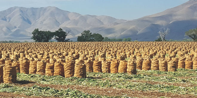 Peri & Sons Farms achieves SCS certification