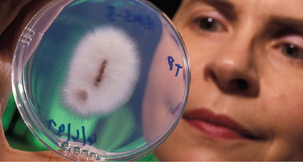 Georgia explores options for reducing soilborne pathogens