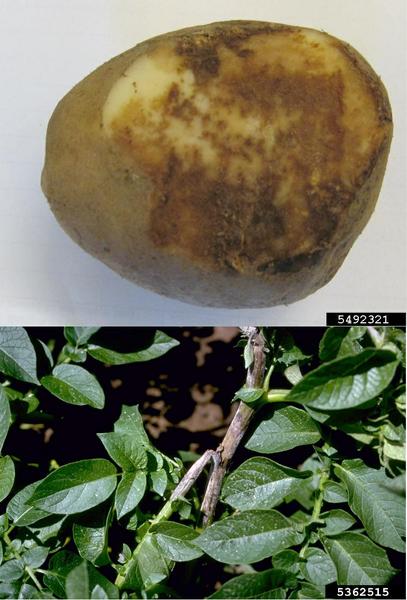 Late blight found in Ontario potatoes